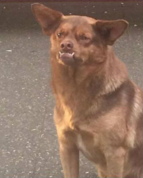 Los perritos que se hicieron virales en el 2017