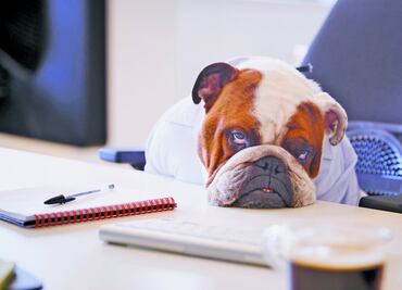 10 señales para saber que tu perro ya está viejo