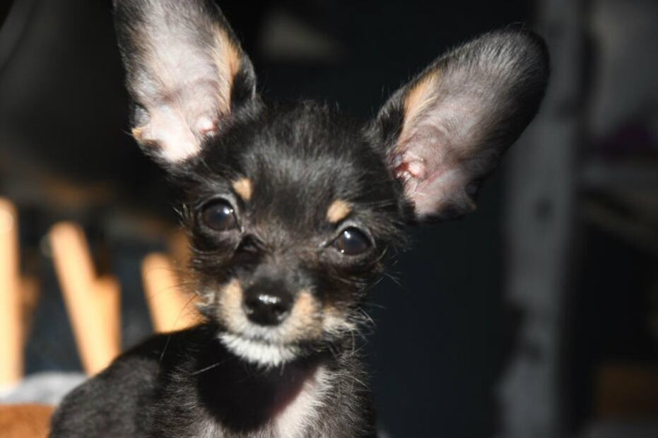 ¿Un perro puede alimentarse con sobras de comida?