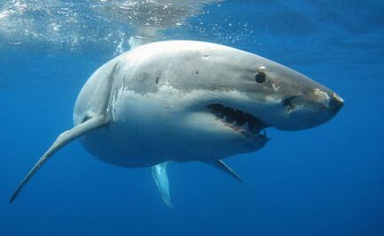 Video del momento en que un tiburón devora a un hombre en Australia
