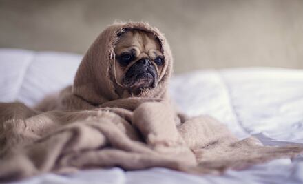 10 consejos para cuidar a tu mascota adulta