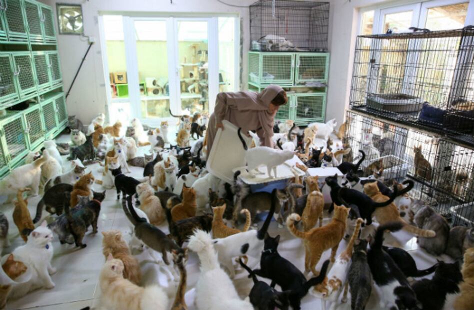 Mujer adopta 480 gatos de la calle porque son “más fieles que los humanos”