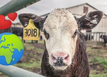 5 razones por las que ser vegano podría salvar el planeta