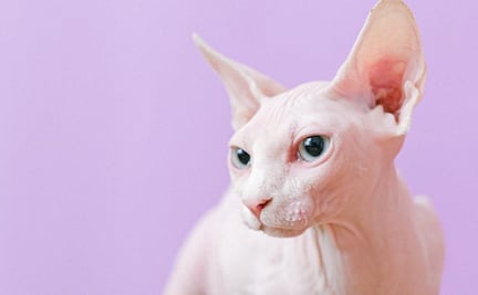 Las 5 razas de gatos sin pelo que existen