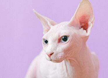Las 5 razas de gatos sin pelo que existen
