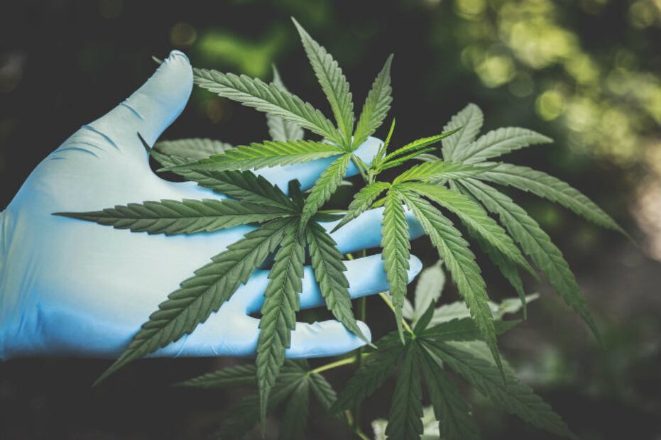 Empresa ofrece trabajo como ¡catador de marihuana!
