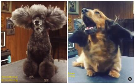 10 perros que te recordarán qué bien se siente ir a la peluquería