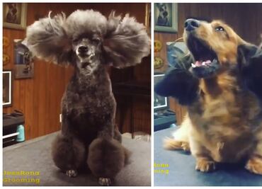 10 perros que te recordarán qué bien se siente ir a la peluquería