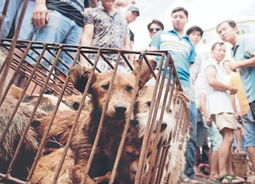 Corea del Norte compra perros para hacer frente a crisis alimentaria