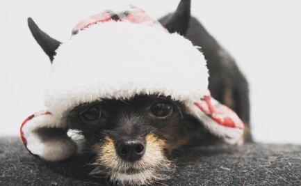 10 señales de que tu perro se cree bebé