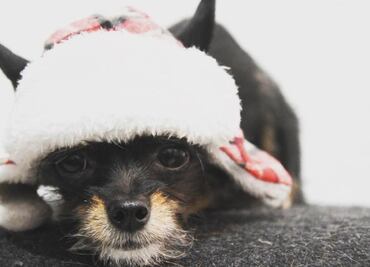 10 señales de que tu perro se cree bebé