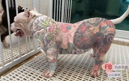 Perros tatuados, una polémica moda que divide opiniones