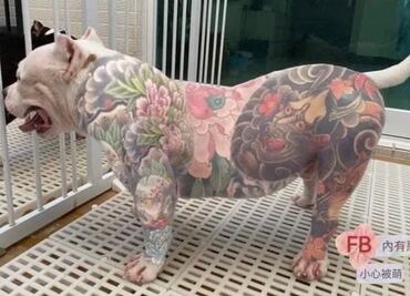 Perros tatuados, una polémica moda que divide opiniones
