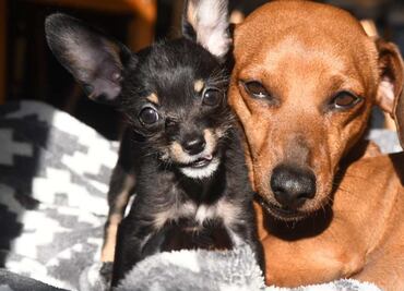 ¿Qué tanto sabes del cuidado y alimentación de tu perro?