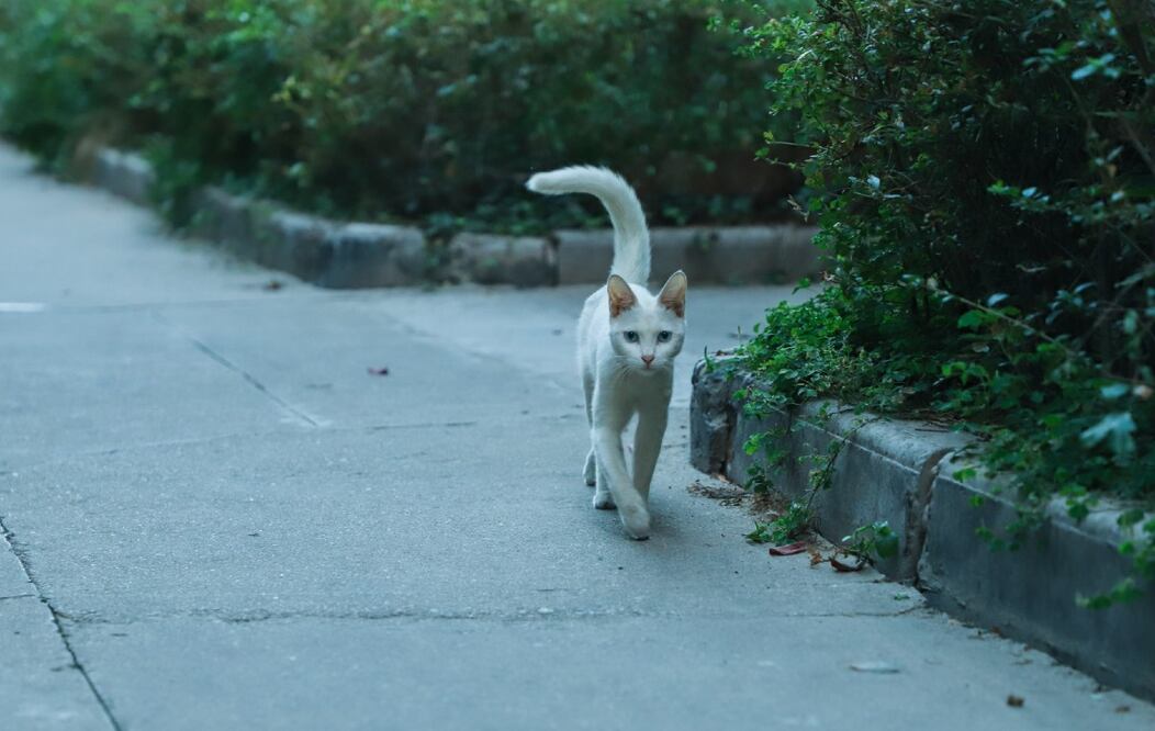 Foto: Buenosia Carol en Pexels
