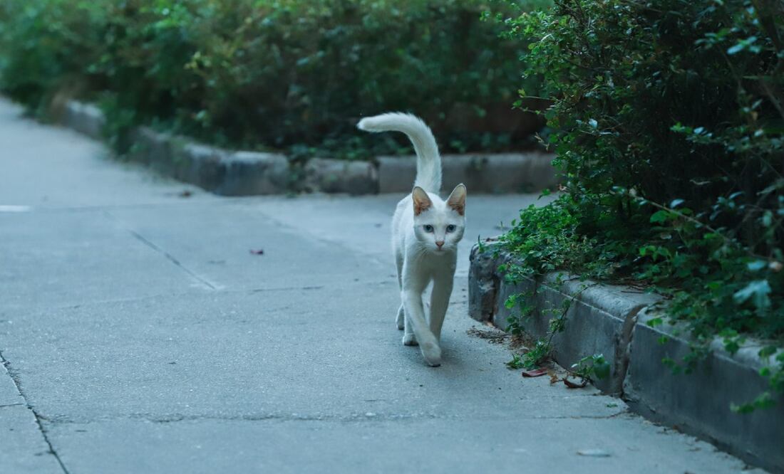 Foto: Buenosia Carol en Pexels