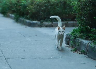 ¿Por qué mueven la cola los gatos?