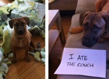 10 mascotas traviesas confiesan sus “terribles” crímenes