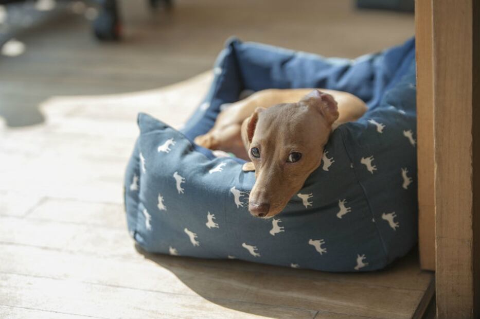 5 tips para tranquilizar a tu perro durante una lluvia con truenos