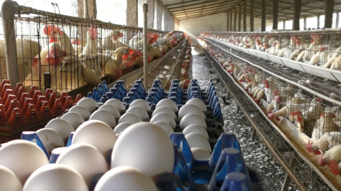 ¿Sabes cómo se “producen” los huevos que comes?