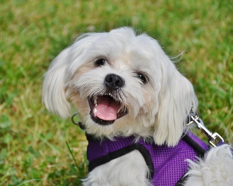 Las 10 mejores razas de perros