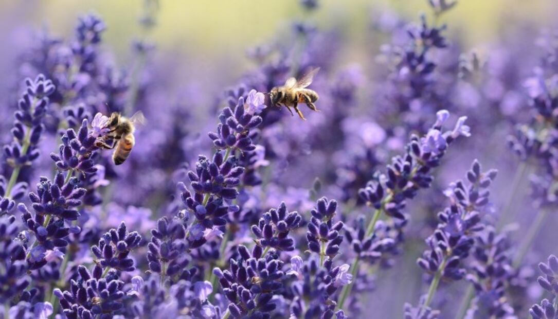 10 plantas para ahuyentar a los molestos mosquitos