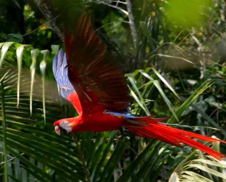 La población de Guacamaya Silvestre se duplica en México