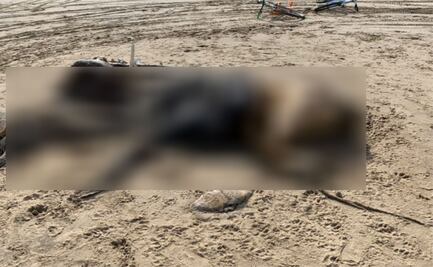 Extraña criatura aparece en playa de Inglaterra