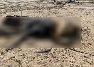 Extraña criatura aparece en playa de Inglaterra