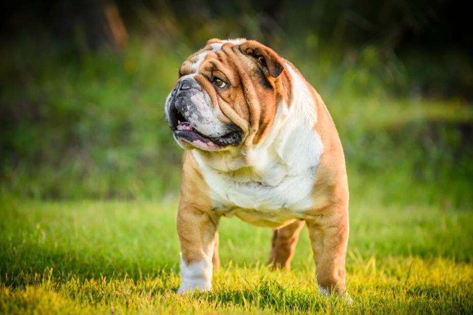 Bulldog inglés: 7 problemas de salud por los que no debes comprar esta raza