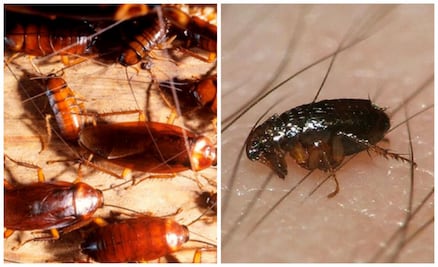 Tips para prevenir las plagas en tu casa durante el verano