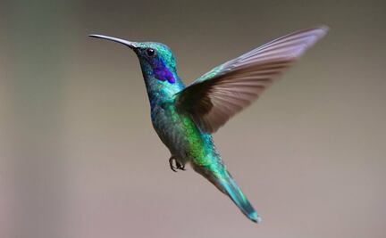 Los “amarres de amor” ponen en peligro a los colibríes