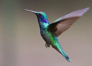 Los “amarres de amor” ponen en peligro a los colibríes
