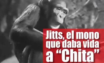Jitts, el mono que daba vida a "Chita" en Tarzán
