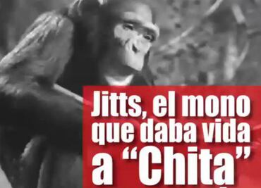 Jitts, el mono que daba vida a "Chita" en Tarzán