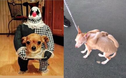 Los 10 mejores disfraces de Halloween para perros