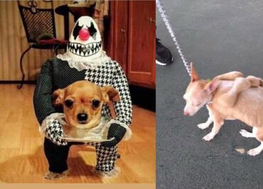 Los 10 mejores disfraces de Halloween para perros
