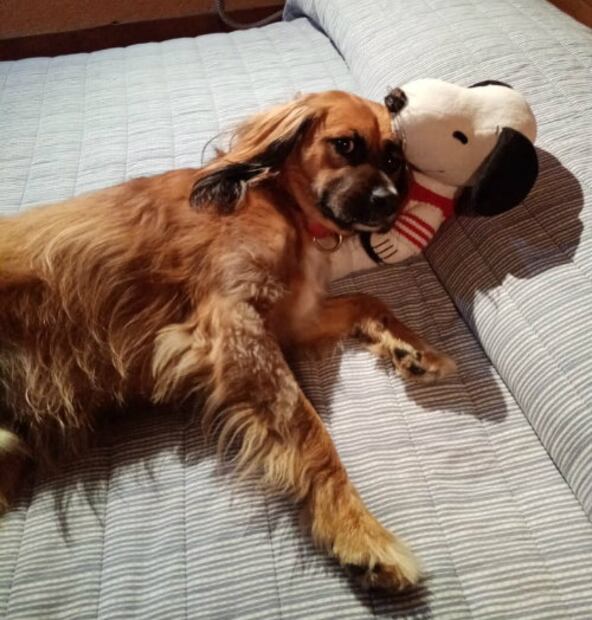 Las 10 razas de perro que se enferman menos