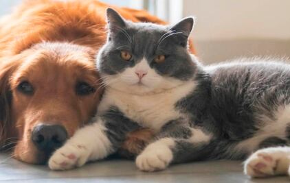 ¿Cómo evitar que tu mascota se estrese durante la cuarentena?