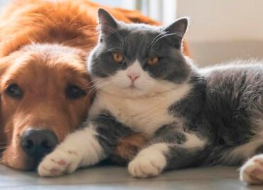 ¿Cómo evitar que tu mascota se estrese durante la cuarentena?