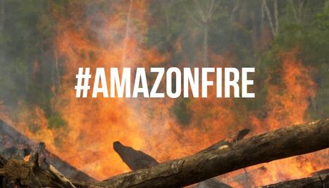 10 formas reales para ayudar al Amazonas