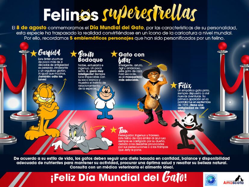 Día Mundial del Gato: Celebremos la magia de tener a un felino en nuestro hogar