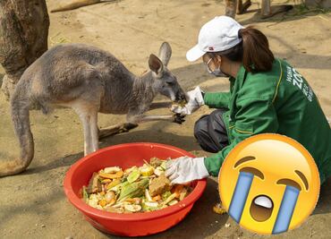 La crítica situación de los animales en los zoológicos por el coronavirus