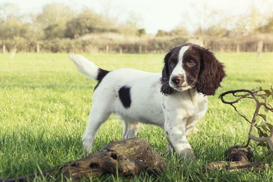 Las 10 razas de perro más fáciles de entrenar 