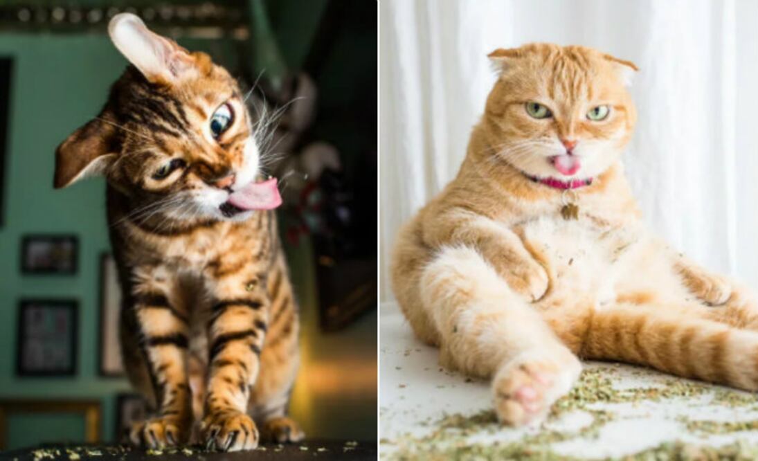 Fotos: Instagram @iamthecatphotographer