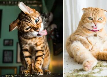 10 fotos de tiernos gatitos “drogados” con Catnip