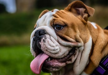 Bulldog inglés: 7 problemas de salud por los que no debes comprar esta raza
