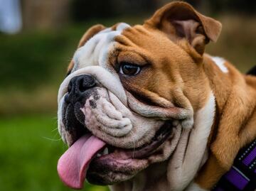 Bulldog inglés: 7 problemas de salud por los que no debes comprar esta raza