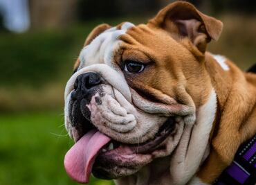 Bulldog inglés: 7 problemas de salud por los que no debes comprar esta raza