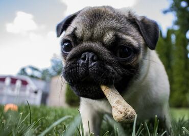 10 tips de alimentación que garantizan la salud de tu mascota